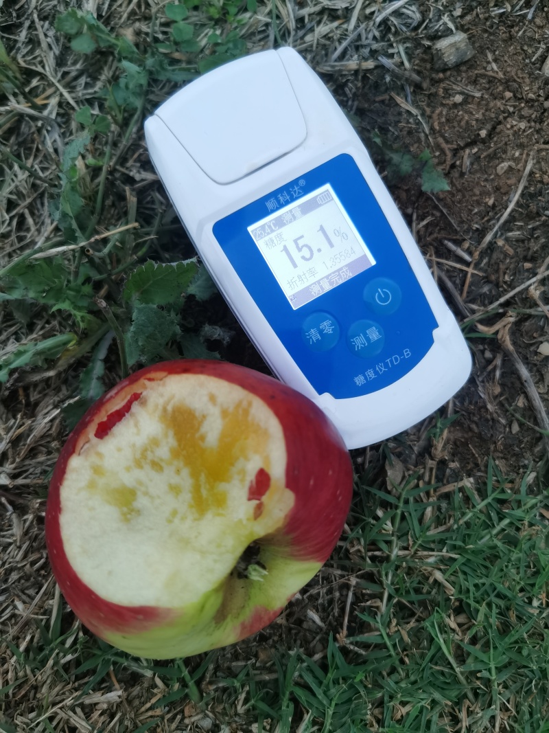 昭通苹果商品果冰雹果每天可出货100吨