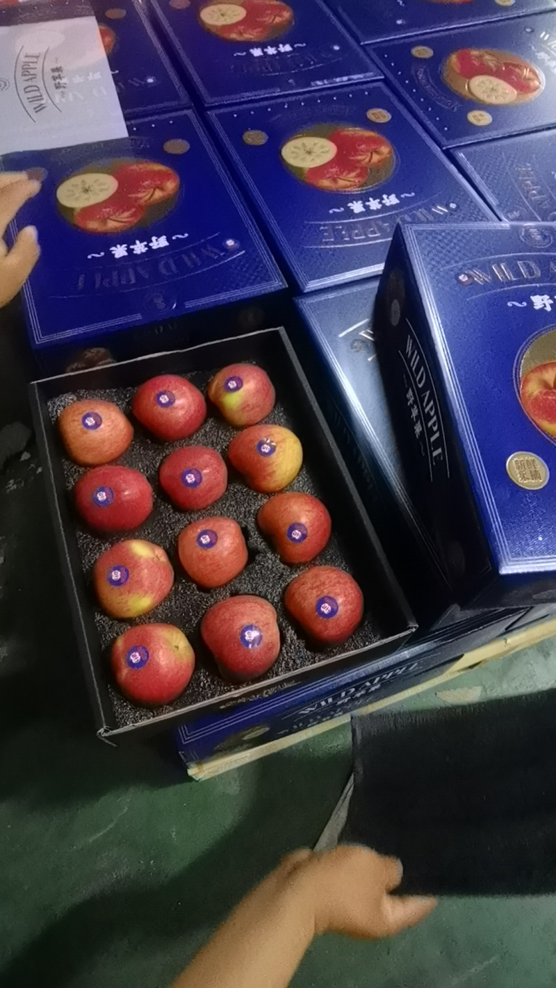 昭通苹果商品果冰雹果每天可出货100吨