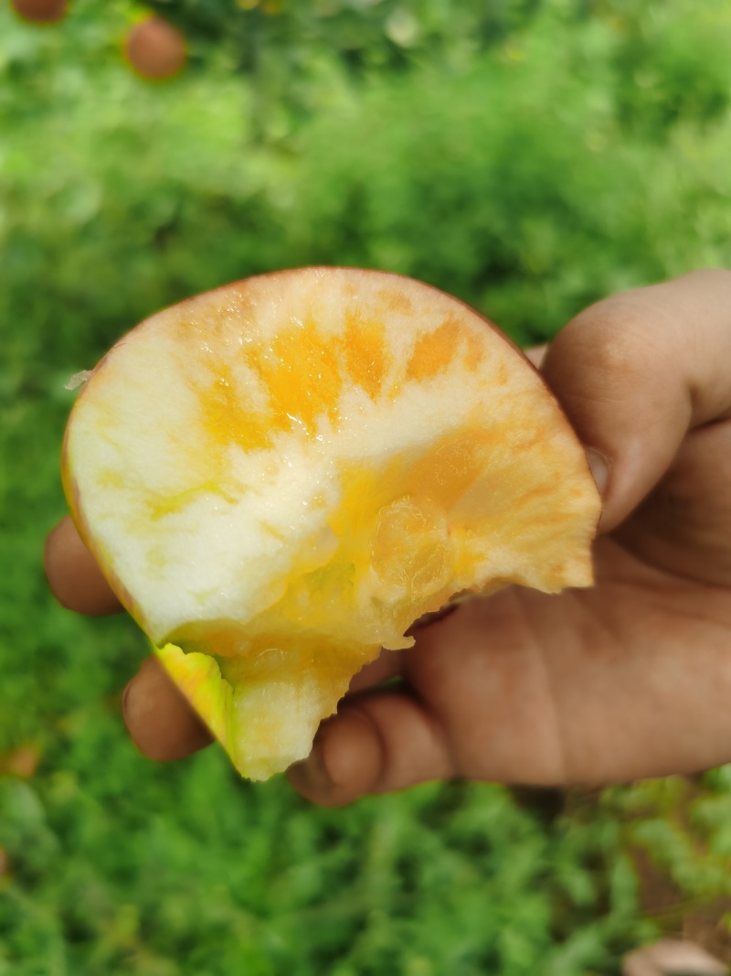 昭通苹果商品果冰雹果每天可出货100吨