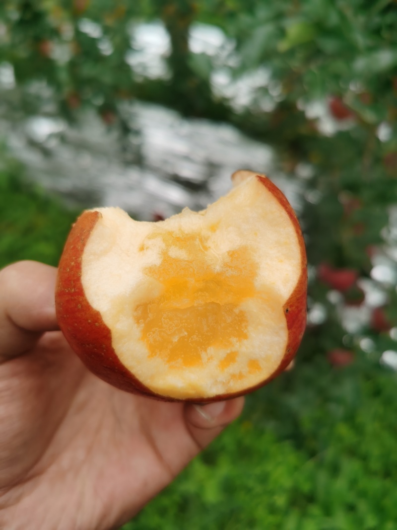 昭通苹果商品果冰雹果每天可出货100吨