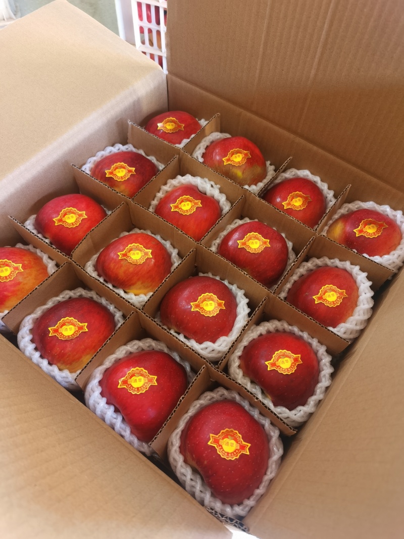 昭通苹果商品果冰雹果每天可出货100吨