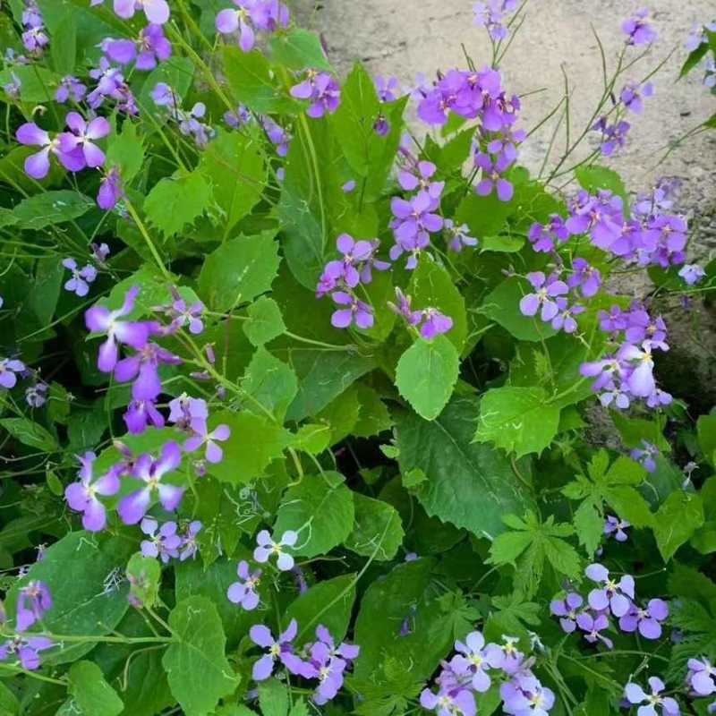 二月兰种子多年生易活宿根诸葛菜花种籽四季耐阴耐寒园林绿化花籽