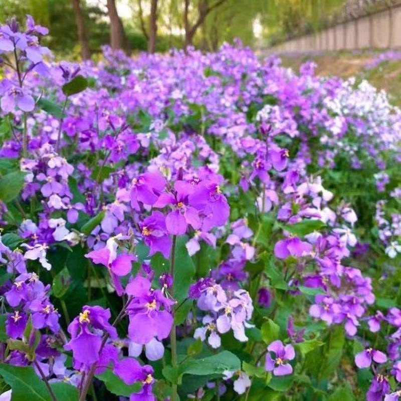二月兰种子多年生易活宿根诸葛菜花种籽四季耐阴耐寒园林绿化花籽