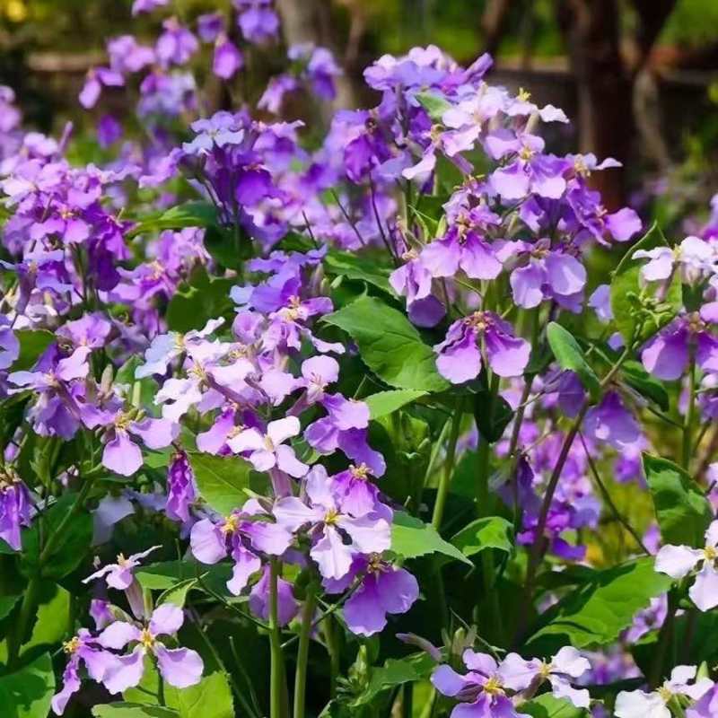 二月兰种子多年生易活宿根诸葛菜花种籽四季耐阴耐寒园林绿化花籽