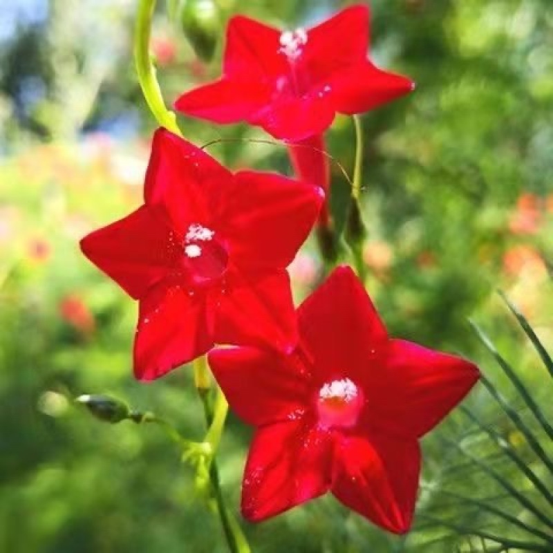 羽叶茑萝花种子庭院爬藤植物五角星花爬墙花盆栽阳台四季花卉种子