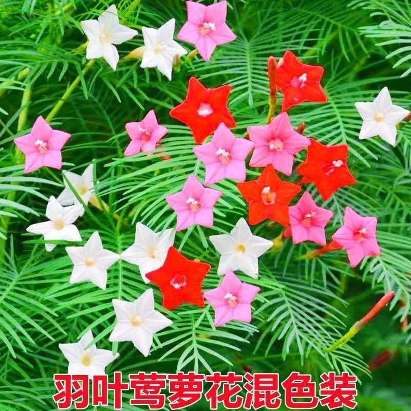 羽叶茑萝花种子庭院爬藤植物五角星花爬墙花盆栽阳台四季花卉种子
