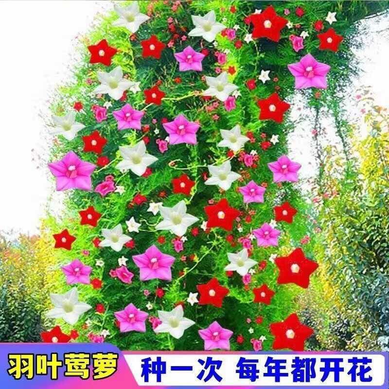 羽叶茑萝花种子庭院爬藤植物五角星花爬墙花盆栽阳台四季花卉种子