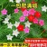 羽叶茑萝花种子庭院爬藤植物五角星花爬墙花盆栽阳台四季花卉种子