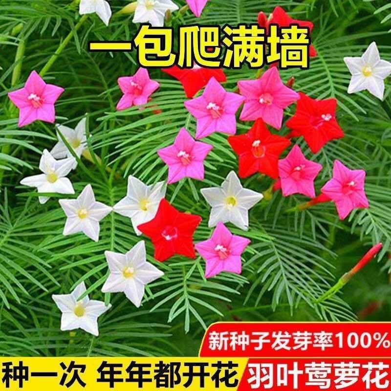 羽叶茑萝花种子庭院爬藤植物五角星花爬墙花盆栽阳台四季花卉种子