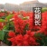 矮杆一串红花籽串串红种子庭院高串红种籽四季阳台盆栽观赏花卉