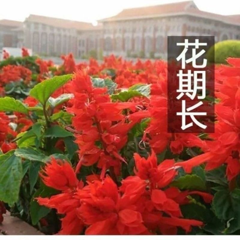 矮杆一串红花籽串串红种子庭院高串红种籽四季阳台盆栽观赏花卉