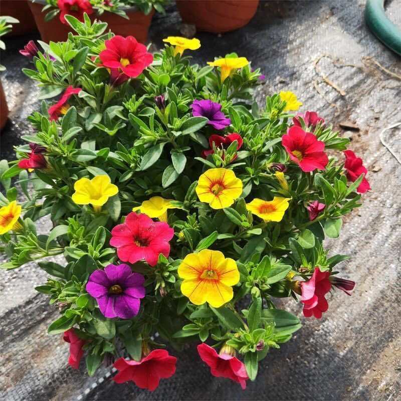 大花红色矮牵牛花种子庭院阳台垂吊矮牵牛进口花种子四季种
