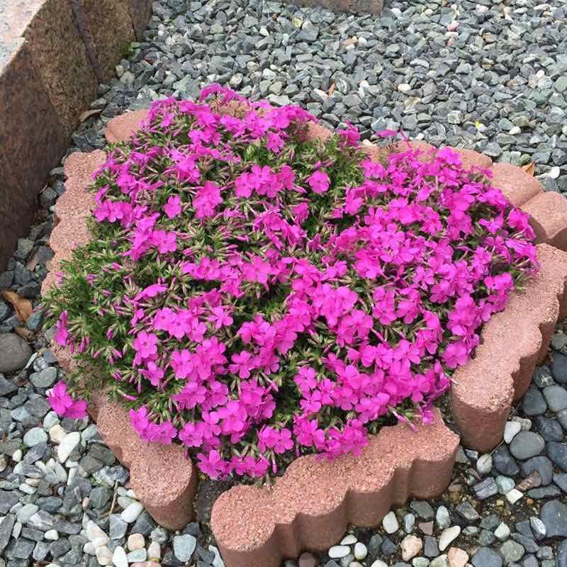 芝樱花苗地被植物低矮耐寒丛生福禄考四季盆栽矮生耐活养不死庭院