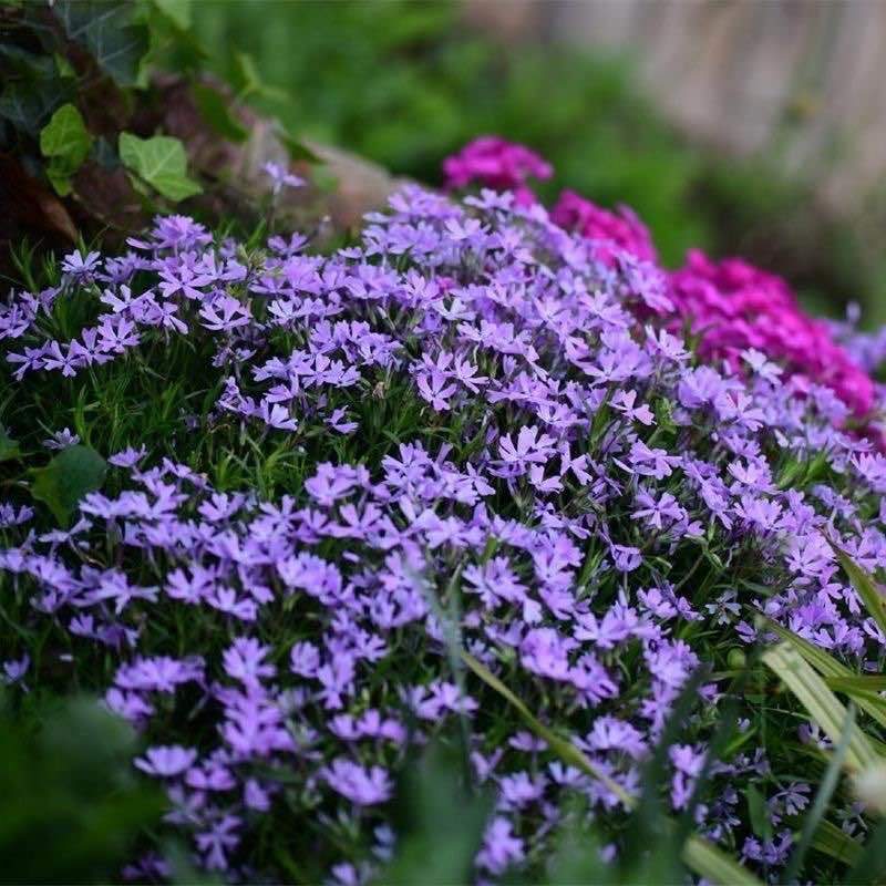 芝樱花苗地被植物低矮耐寒丛生福禄考四季盆栽矮生耐活养不死庭院