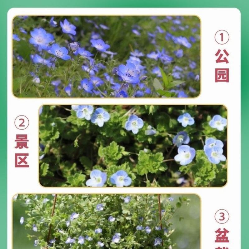 地被婆婆纳花籽种子花草家庭院室内阳台种盆栽易种花卉植物种