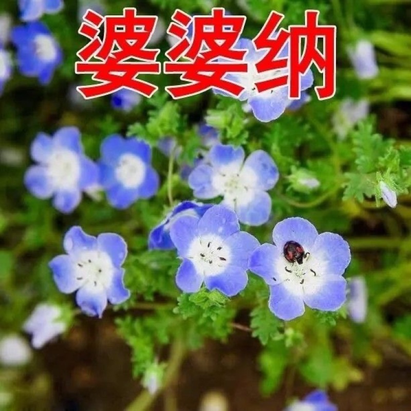 地被婆婆纳花籽种子花草家庭院室内阳台种盆栽易种花卉植物种