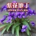 紫花地丁种子地丁籽紫堇地丁花卉种子庭院阳台耐寒地被多年生花种