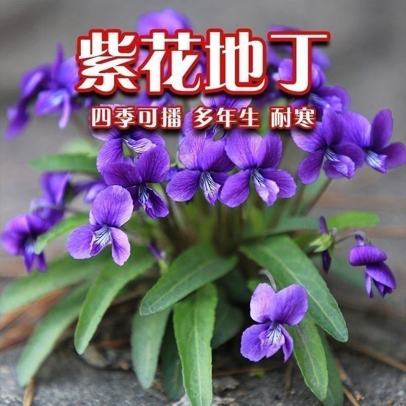 紫花地丁种子地丁籽紫堇地丁花卉种子庭院阳台耐寒地被多年生花种