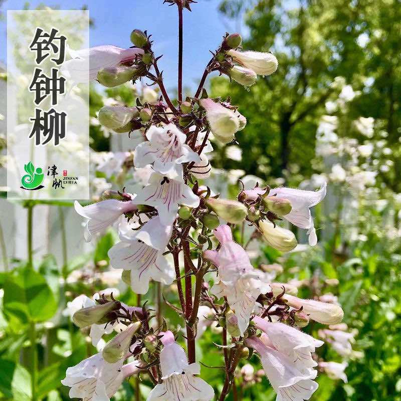 钓钟柳种子吊钟柳花种子易种植易活庭院盆栽阳台花卉家庭园艺种子