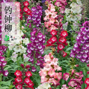 钓钟柳种子吊钟柳花种子易种植易活庭院盆栽阳台花卉家庭园艺种子