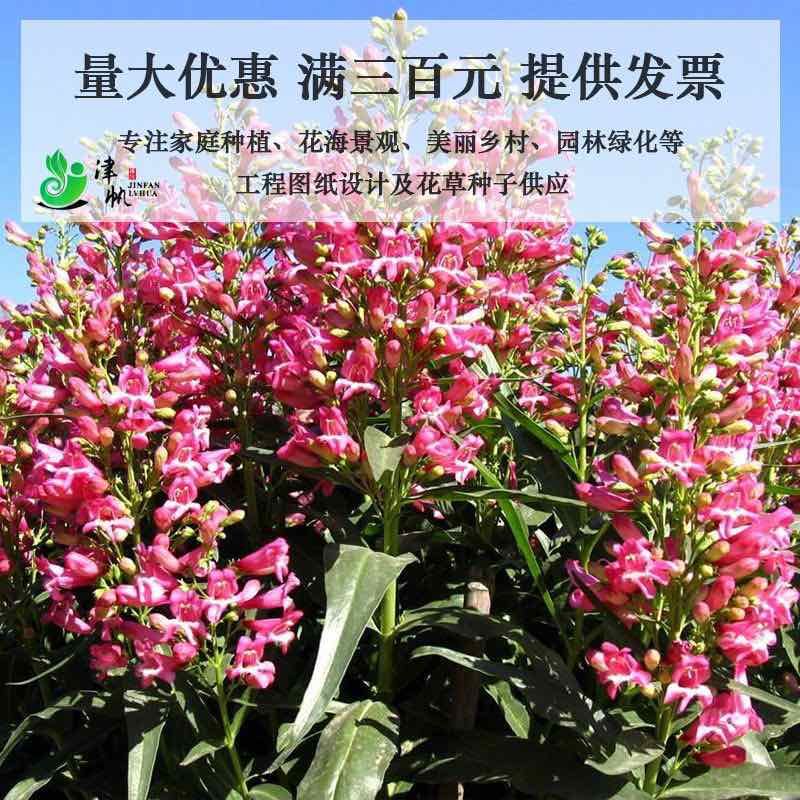 钓钟柳种子吊钟柳花种子易种植易活庭院盆栽阳台花卉家庭园艺种子