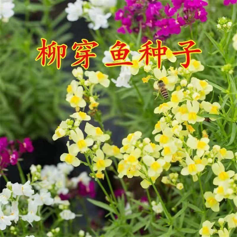 柳穿鱼种子四季易活花卉盆栽花种小金鱼草庭院景观室外种子耐寒