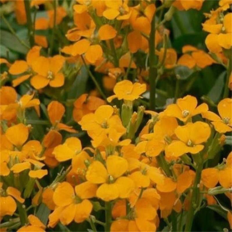 七里黄种子多年生草本橙黄色耐寒庭院公园成片种植花镜花坛花卉