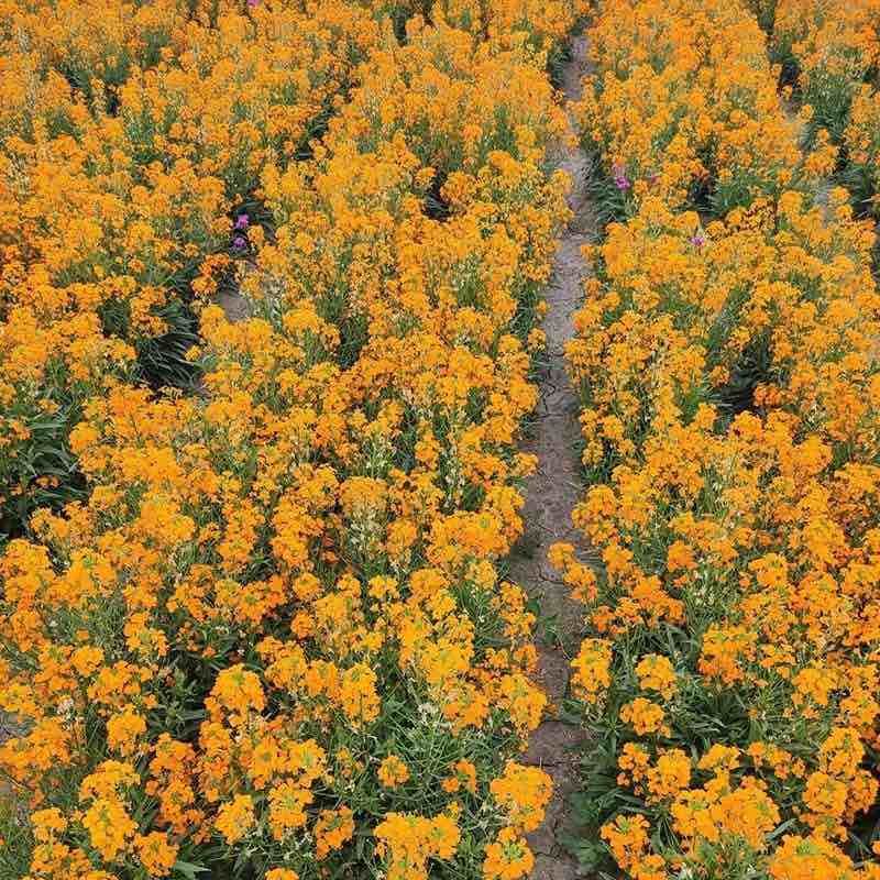 七里黄种子多年生草本橙黄色耐寒庭院公园成片种植花镜花坛花卉