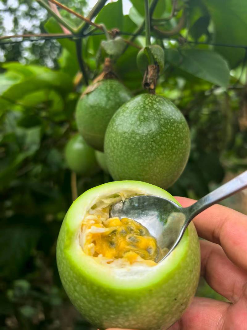 黄金百香果