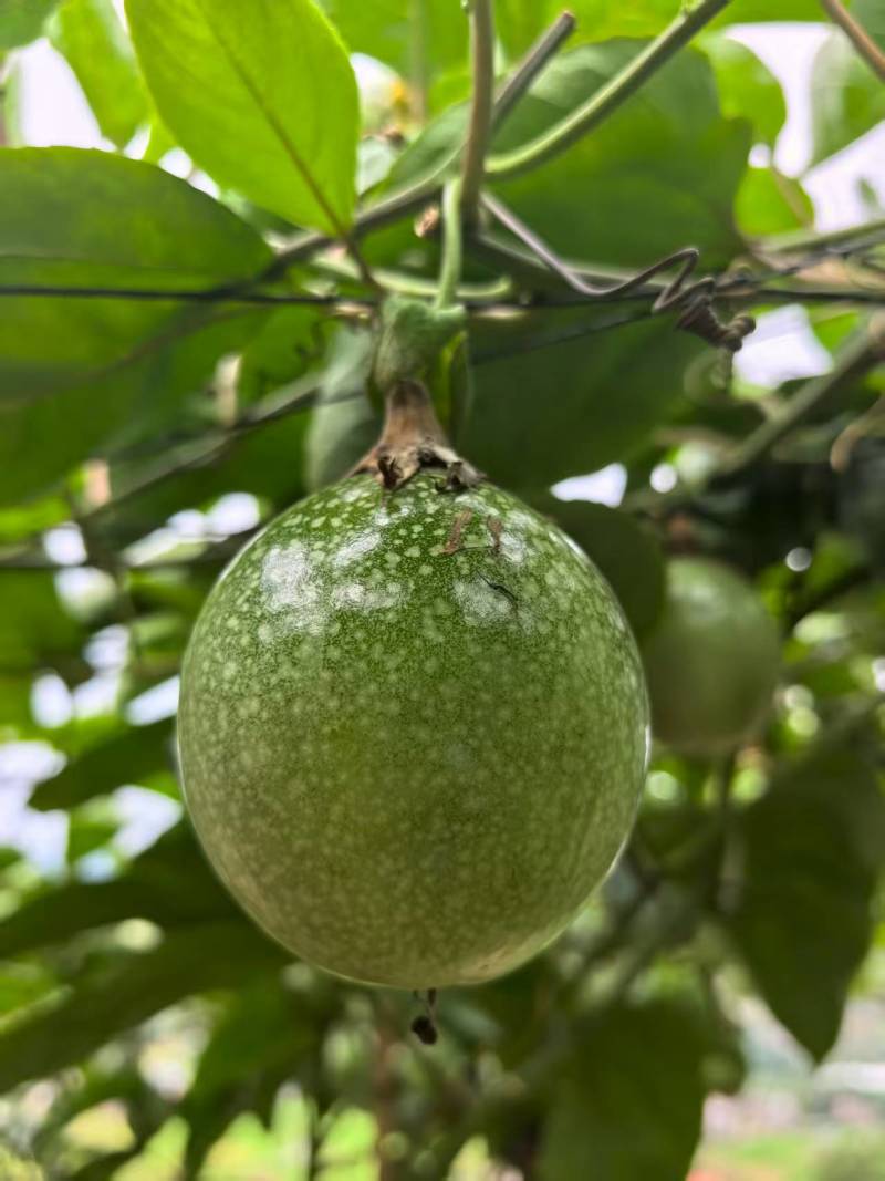黄金百香果