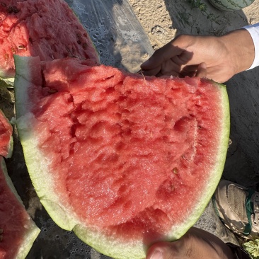 宁夏硒砂瓜