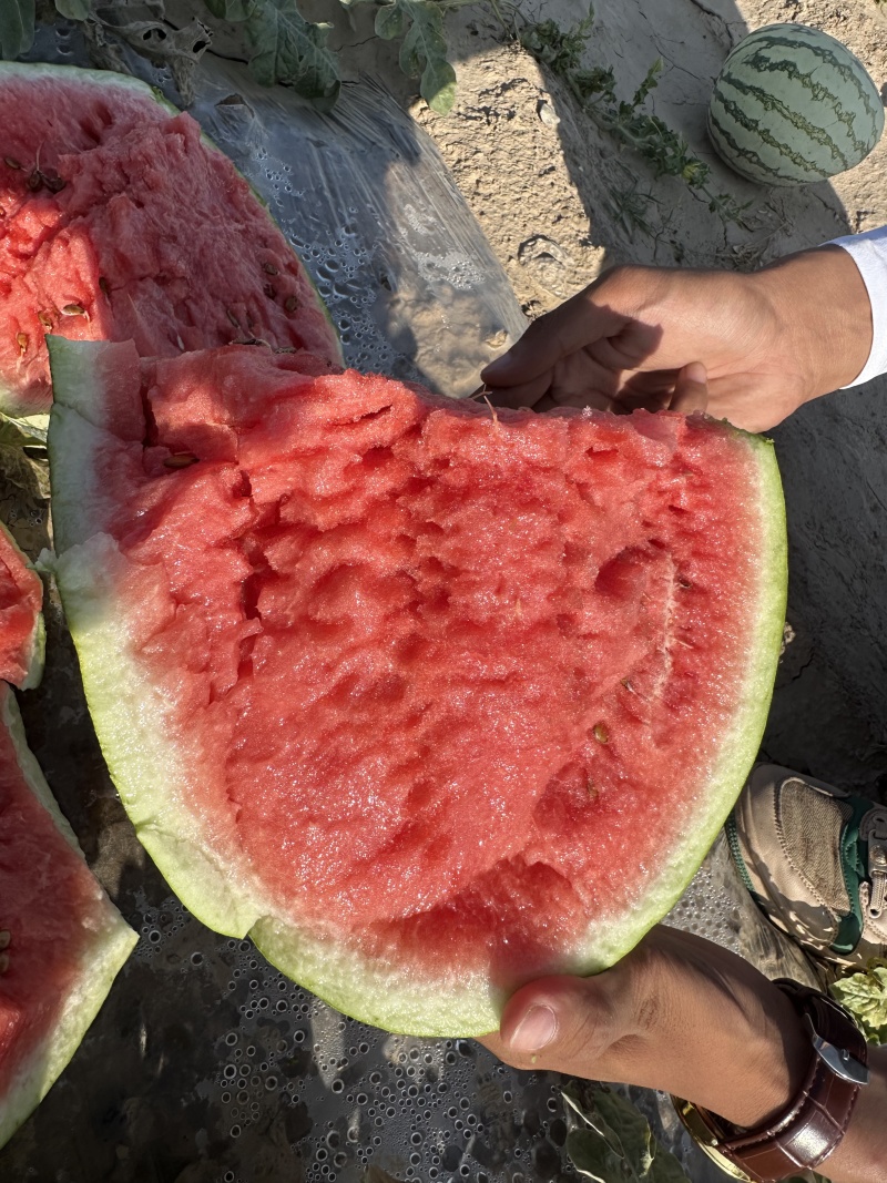 宁夏硒砂瓜