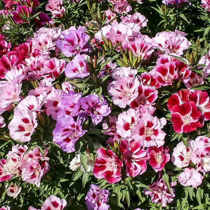 古代稀种子四季播种开花送春花室外阳台庭院花籽盆栽园艺花海绿植