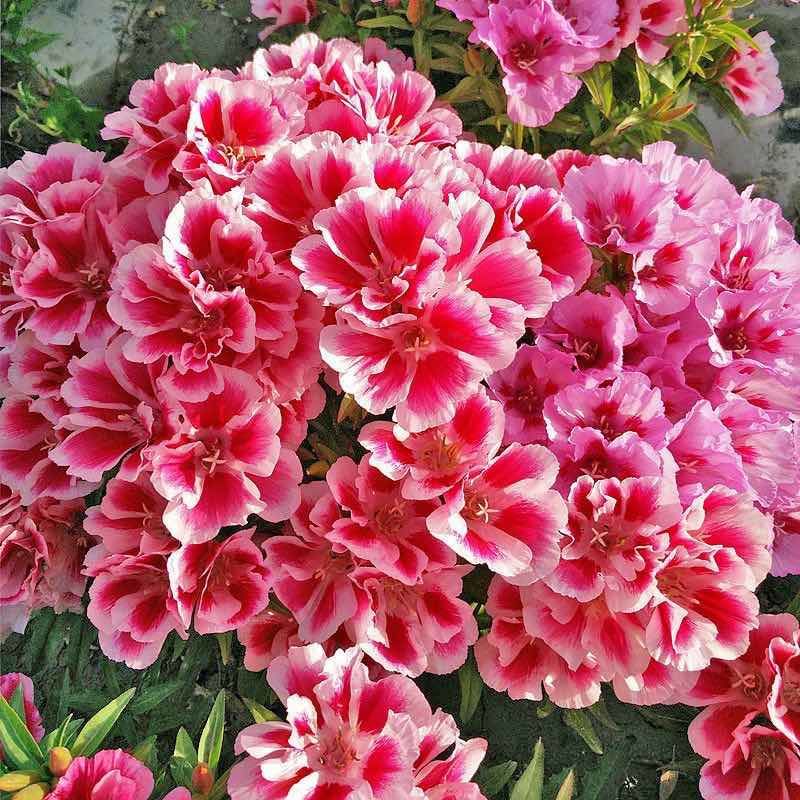古代稀种子四季播种开花送春花室外阳台庭院花籽盆栽园艺花海绿植