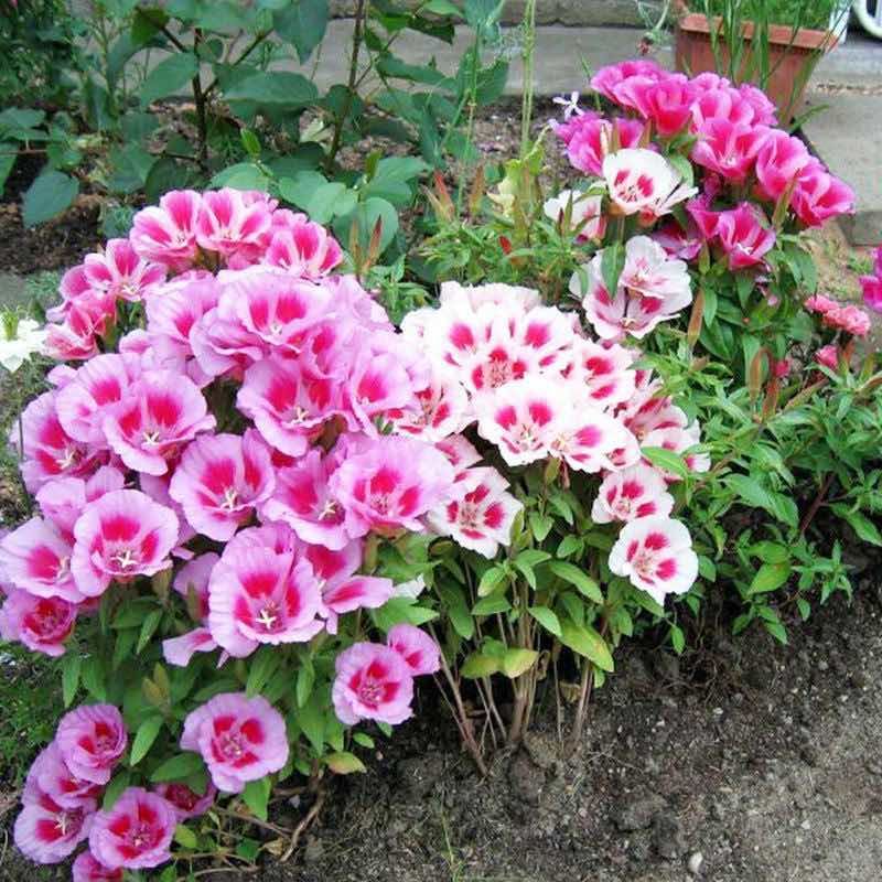 古代稀种子四季播种开花送春花室外阳台庭院花籽盆栽园艺花海绿植
