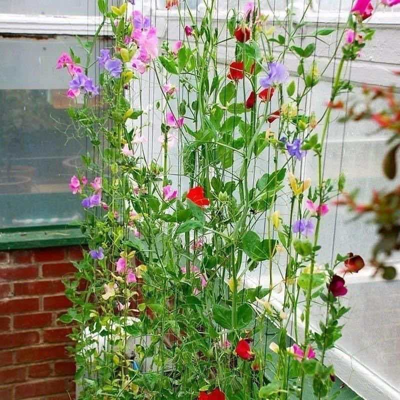 香豌豆种子切花香豌豆爬藤花卉种子花豌豆腐公