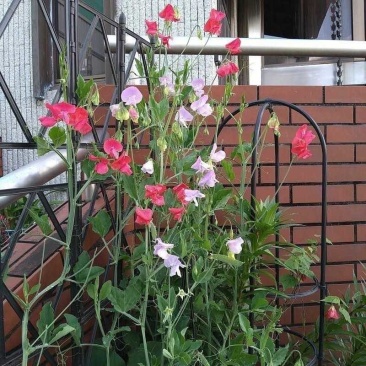 香豌豆种子切花香豌豆爬藤花卉种子花豌豆腐公