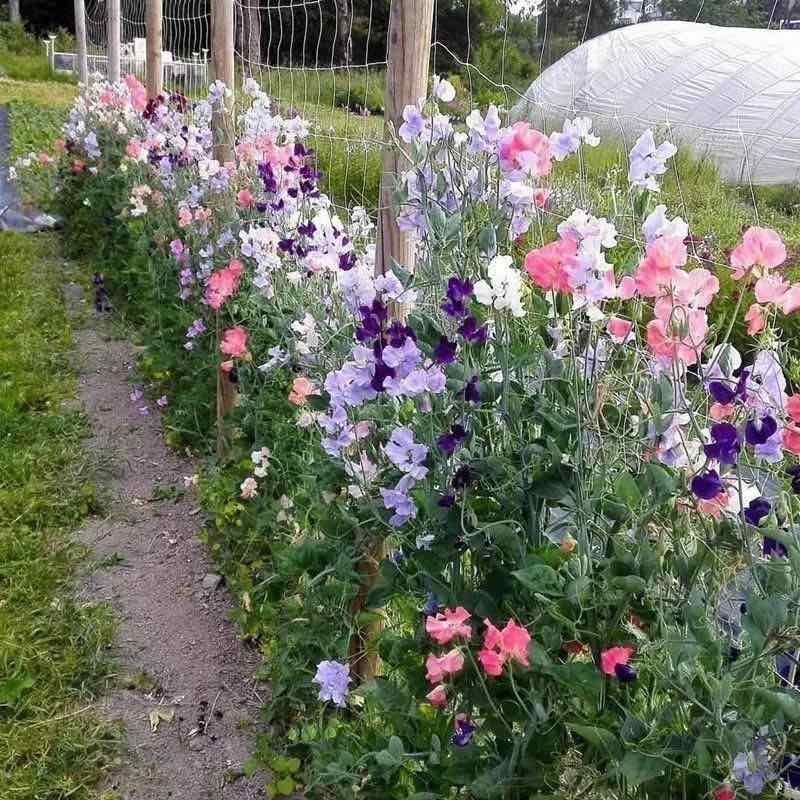香豌豆种子切花香豌豆爬藤花卉种子花豌豆腐公