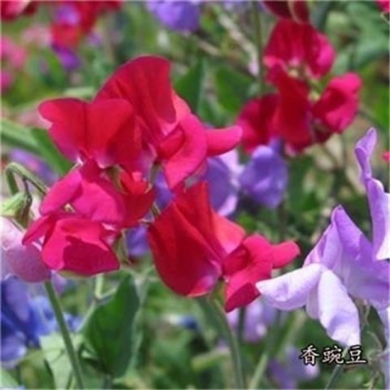 香豌豆种子切花香豌豆爬藤花卉种子花豌豆腐公