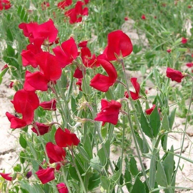 香豌豆种子切花香豌豆爬藤花卉种子花豌豆腐公
