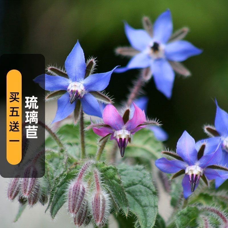 琉璃苣种子30粒紫花草星星草籽可食用香草室外阳台盆栽春秋季播