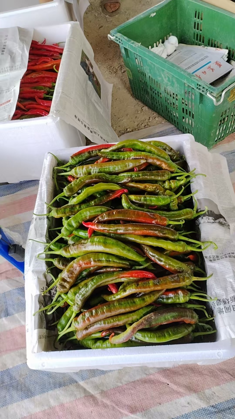辣椒