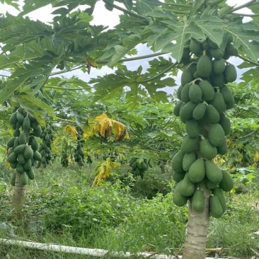 中白机瓜