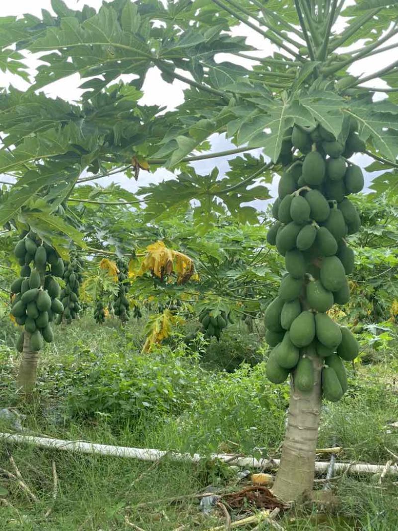 中白机瓜