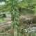 中白机瓜