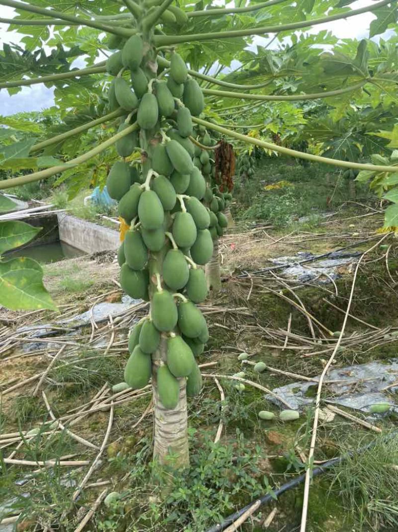中白机瓜