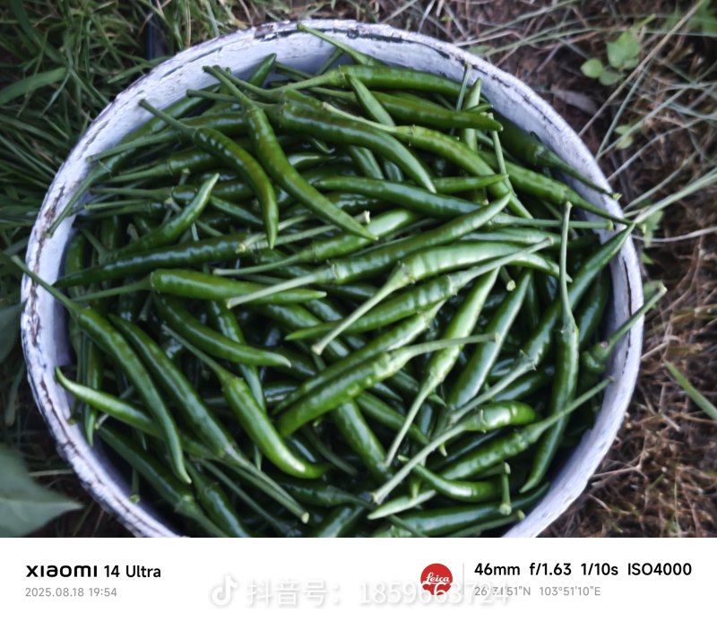 青小米辣