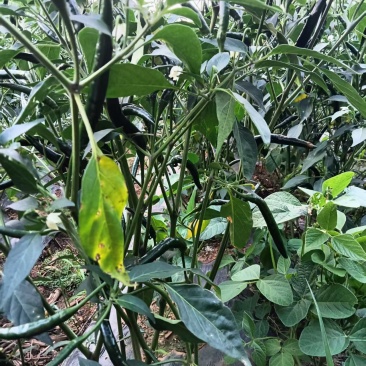 青小米辣