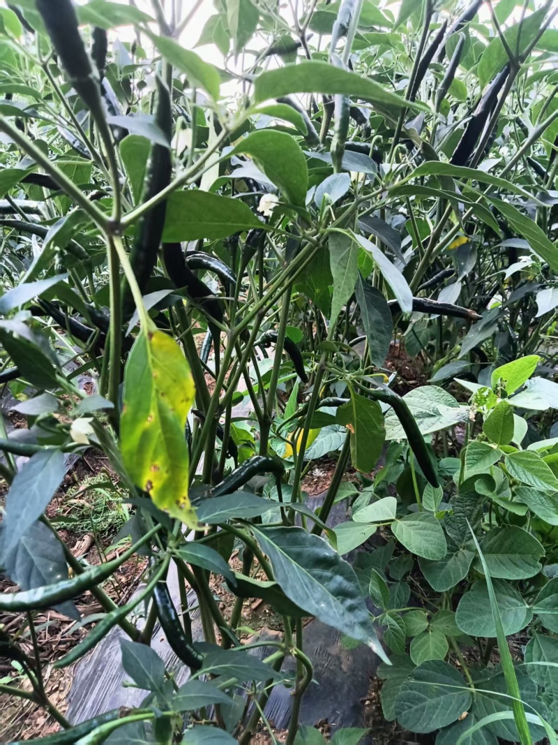 青小米辣