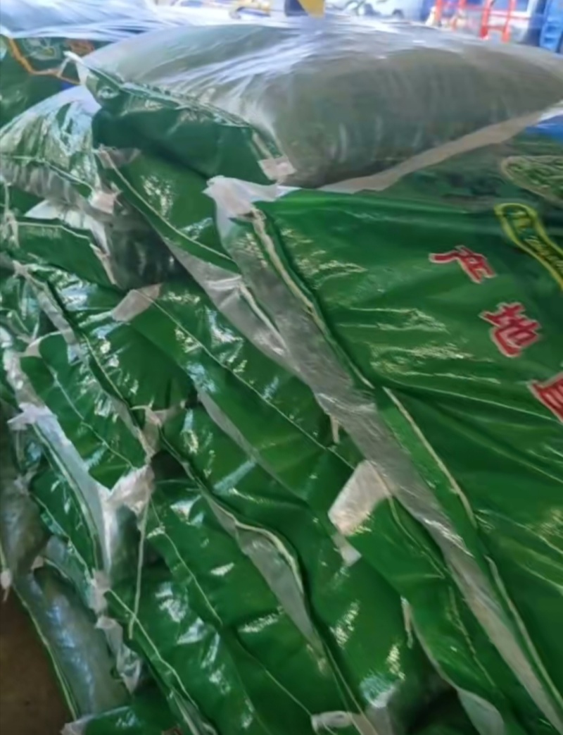 精包毛豆